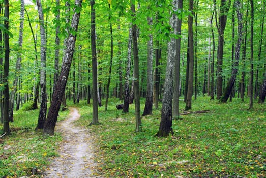 forest trees. nature green wood backgrounds