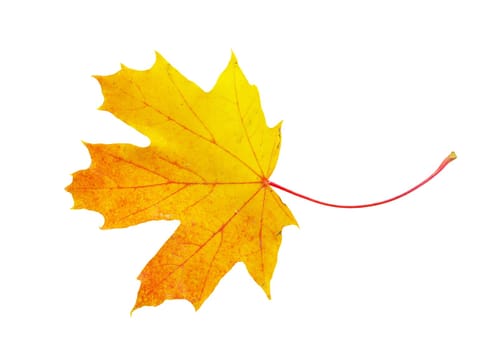 autumn maple leaf isolated on white background