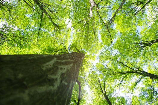 green forest background in a sunny day