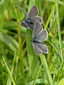 Balz of the Dwarf Blue (Cupido minimus)