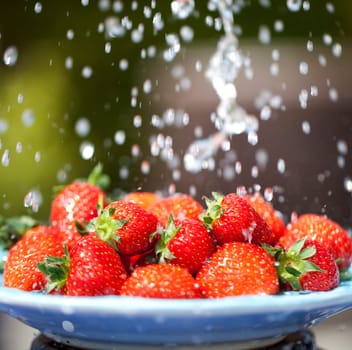 fresh ripe strawberries from the garden