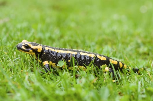 Fire salamander (Salamandra salamandra)