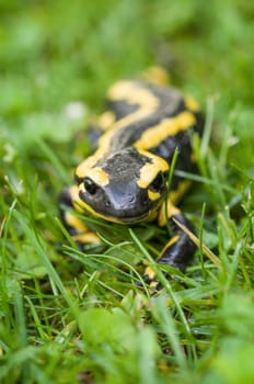 Fire salamander (Salamandra salamandra)
