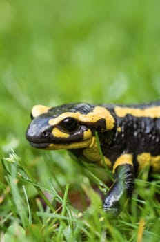 Fire salamander (Salamandra salamandra)