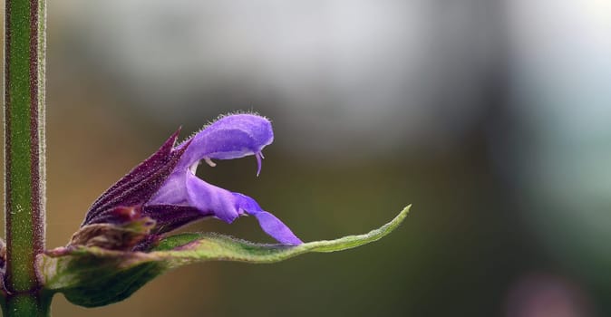 Side view of an open sage flower