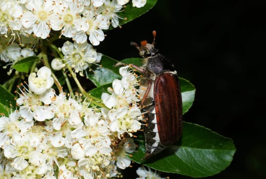 May beetle on a flowering firethorn shrub