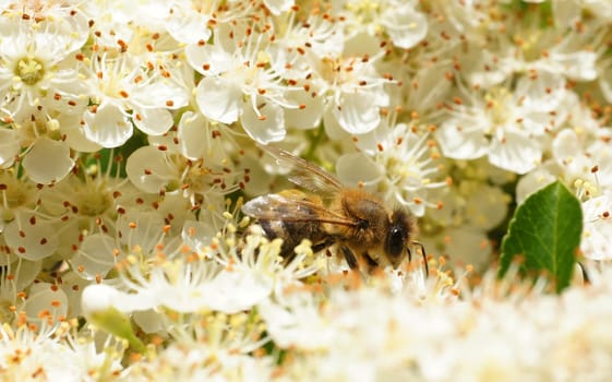 Bee bathes in the sea of flowers
