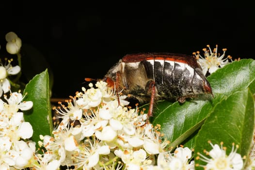 May beetle on a flowering firethorn shrub