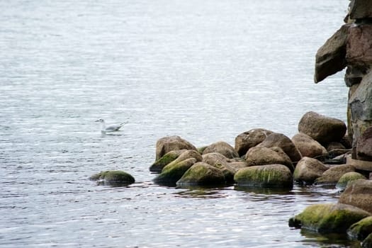The photograph of a seagull swimming on the shore of a lake.