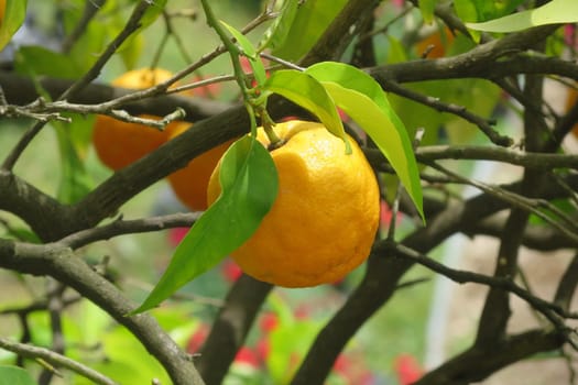 Orange - Citrus sinensis