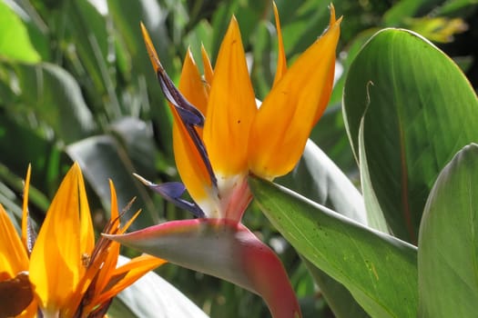 Bird of Paradise - Strelitzia reginae