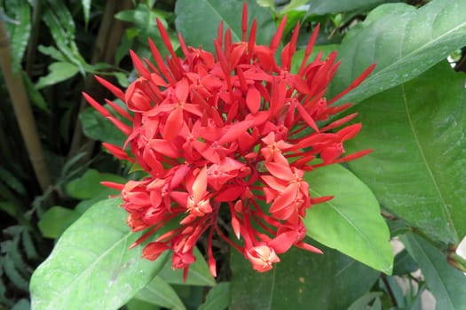 Ixora - Ixore rubiaceae