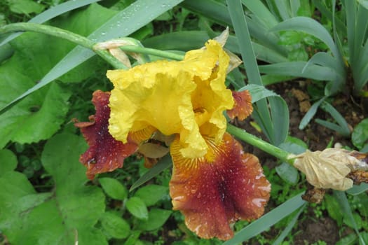 Schwertlilie - Iris