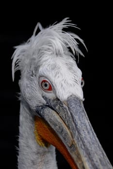 Pelican