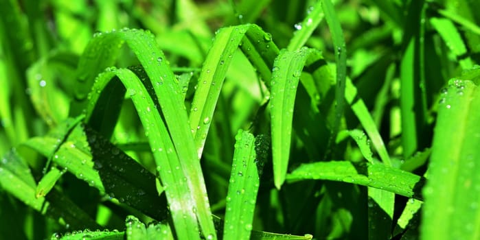 Leaf with water drops