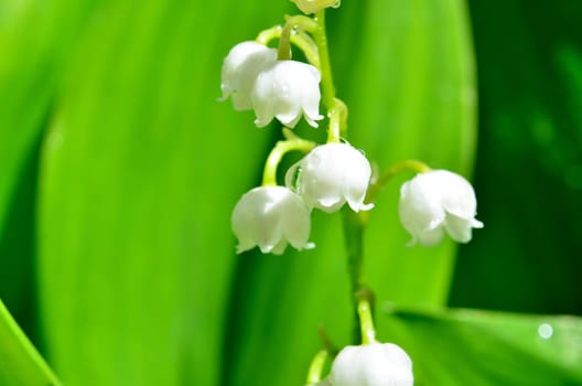 Lily of the day with water drops