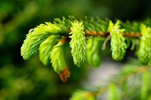 Maigrowth spruce