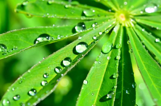 Leaf with water drops