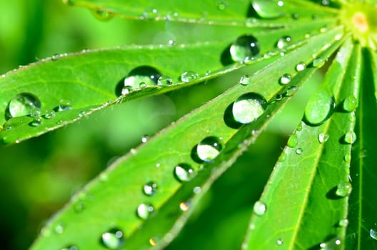 Leaf with water drops