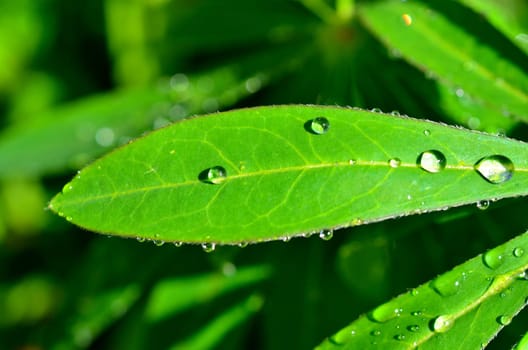 Leaf with water drops