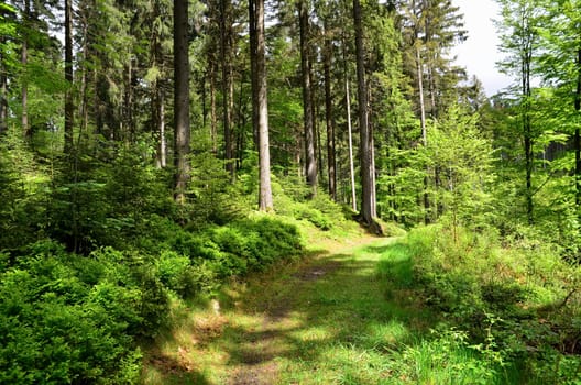 Forest Bach Plants