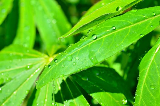Leaf with water drops