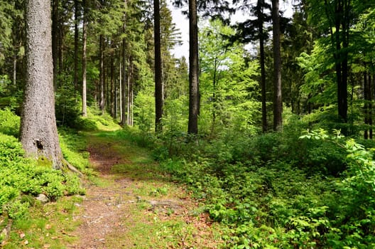 Forest Bach Plants