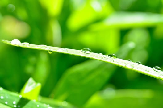 Leaf with water drops