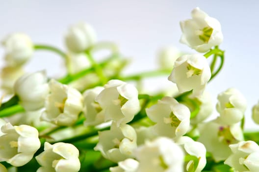 Lily of the day background