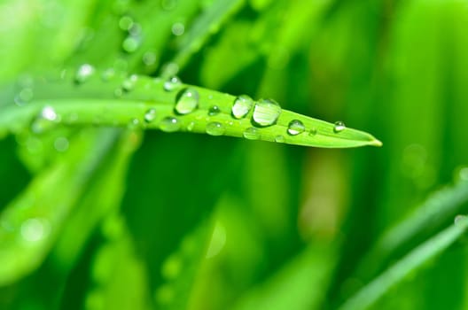 Leaf with water drops