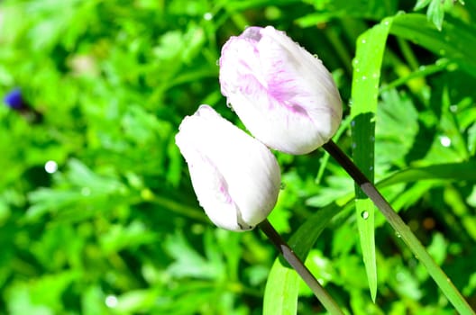 Tulip with water drops