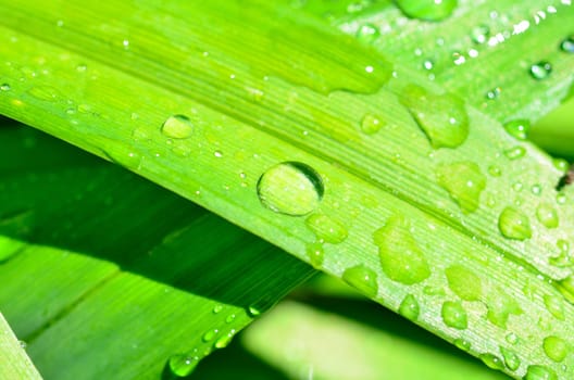 Leaf with water drops