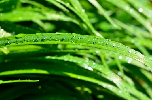 Leaf with water drops