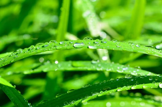 Leaf with water drops