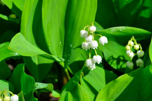 Lily of the day with water drops