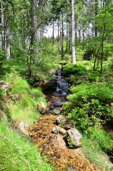 Forest Bach Plants