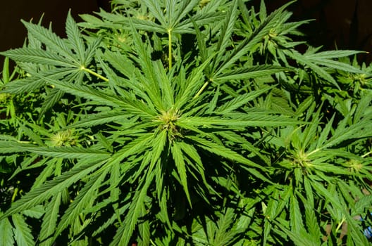Blooming Cannabis Marijuana Green Ripe Buds Flowers