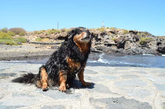 Wet Black Dog near a Beach on The Atlantic Ocean