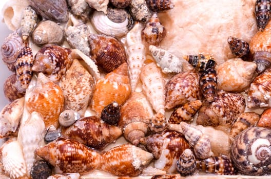 Texture Background of colored round sea shells