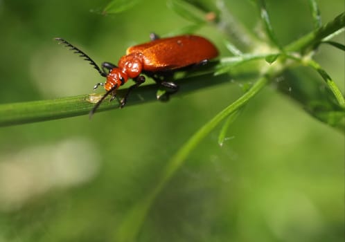 Red-headed fire beetle