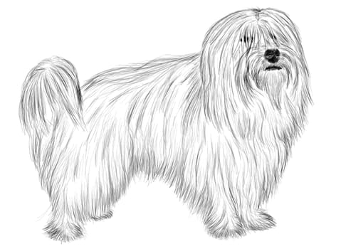 Hand drawing - portrait Coton de Tulear