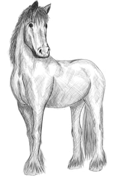 Nice portrait horse standing -Hand drawing