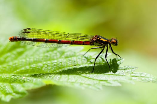Early Adonislibelle sunbathing in a macro shot
