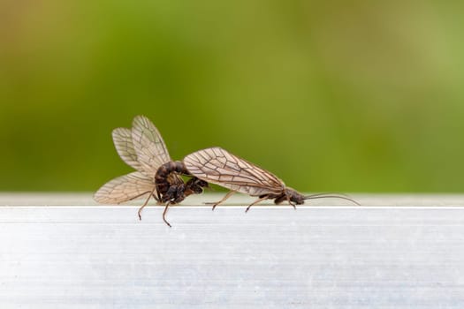 Quiver flies during mating - in a macro shot