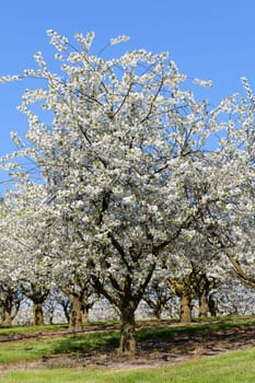 Cherry trees in an orchard - detailed view