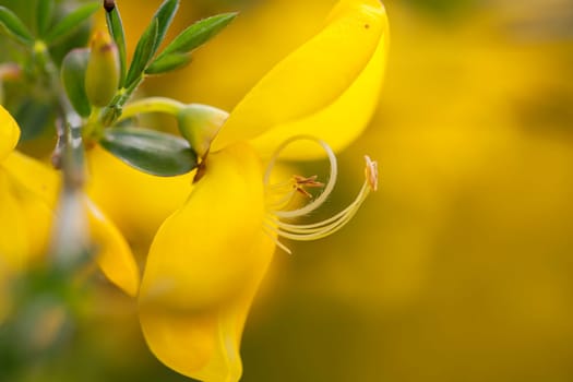 Broominster - Cytisus scoparius in a macro shot
