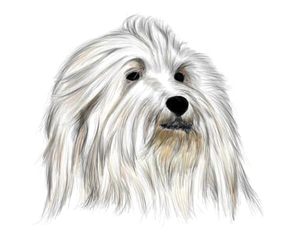 Hand drawing - portrait Coton de Tulear - colored