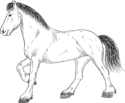 vector - horse standing - isolated on background