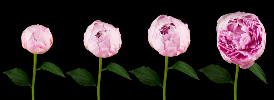 Peony,four different stages of the rising flower against a black background