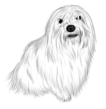 Hand drawing - portrait Coton de Tulear